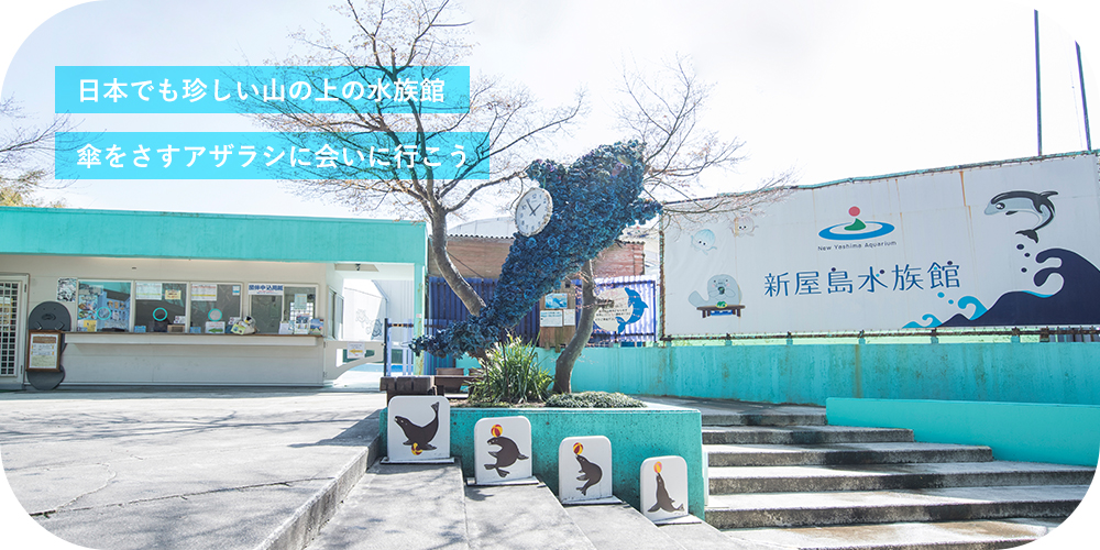 日本でも珍しい山の上の水族館 傘をさすアザラシに会いに行こう